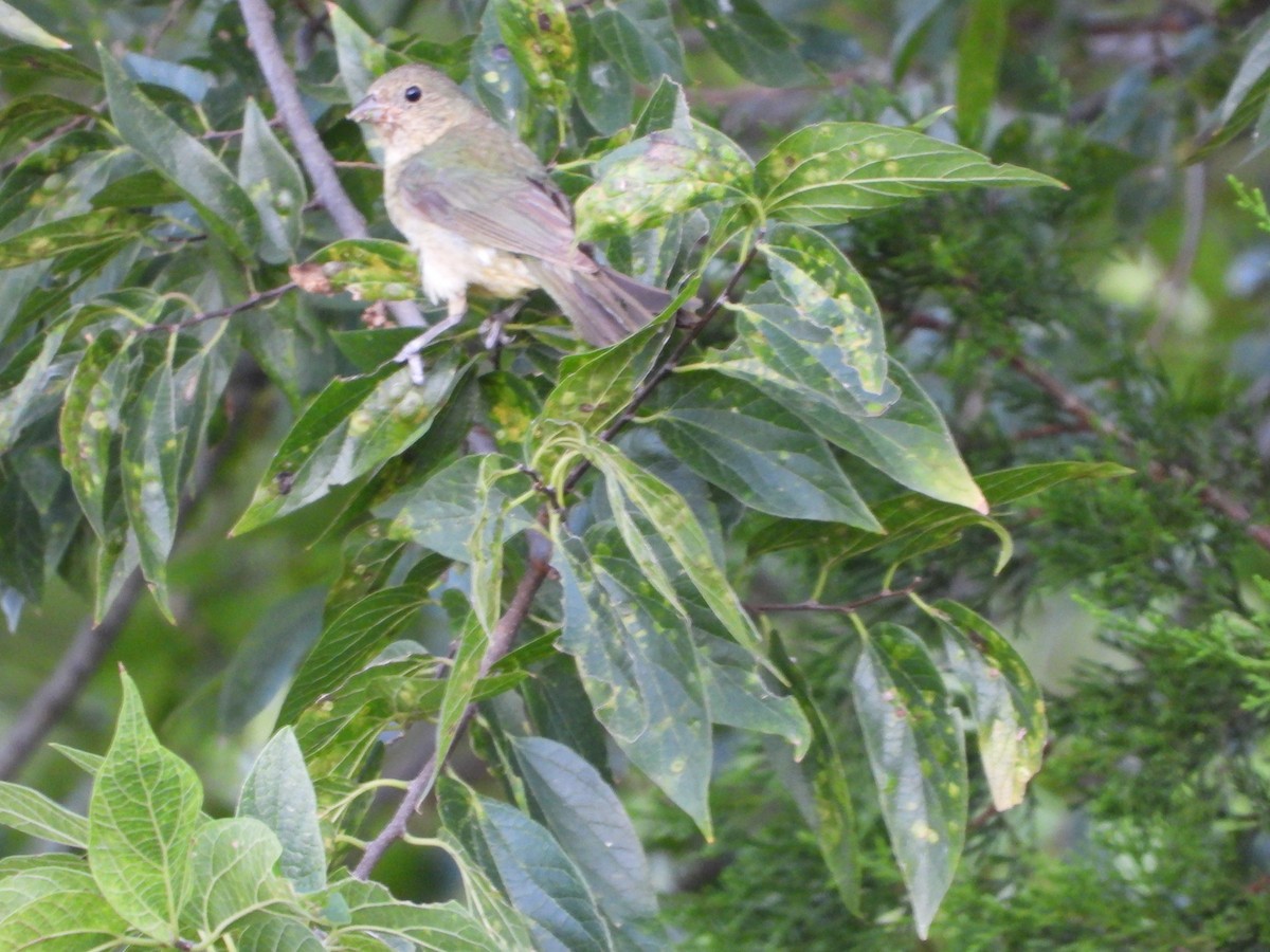Painted Bunting - ML641781754