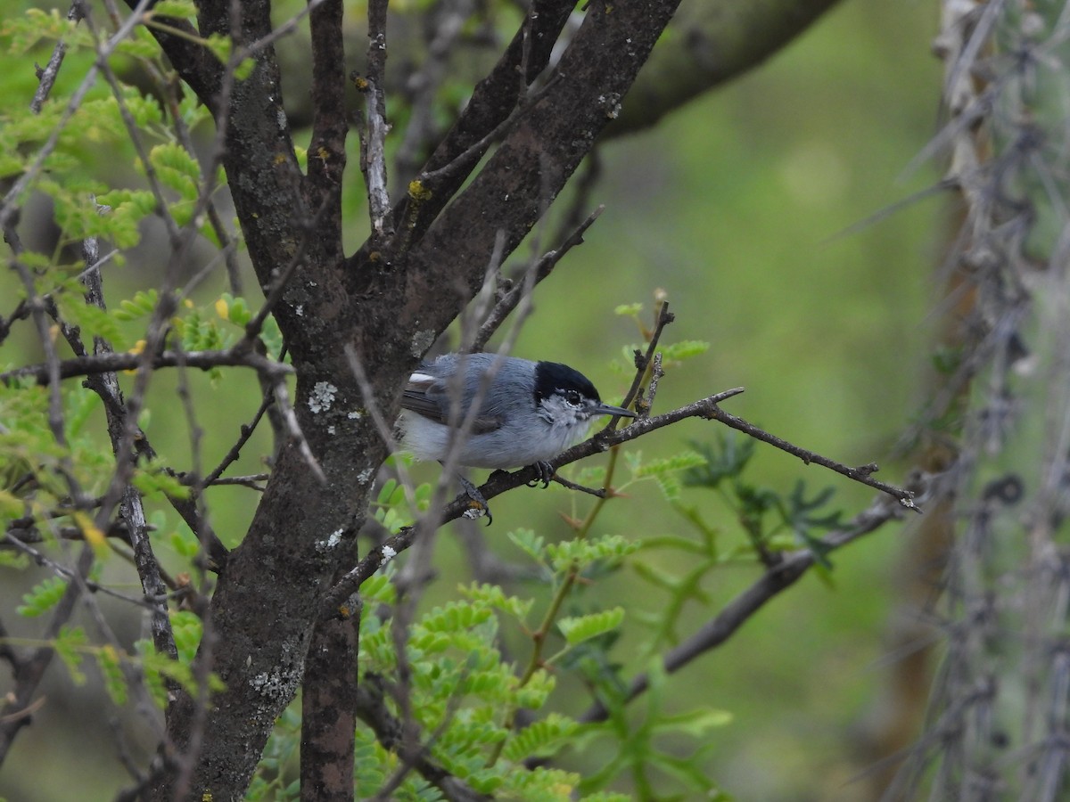 White-lored Gnatcatcher - ML641781757