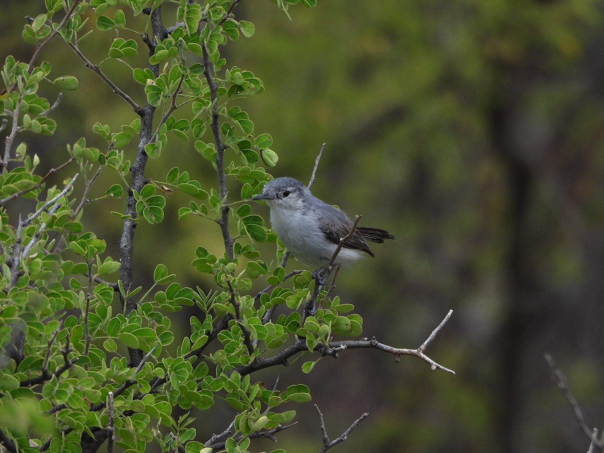 White-lored Gnatcatcher - ML641781758
