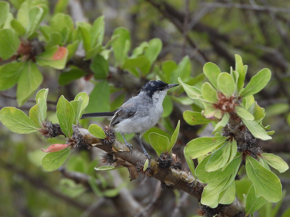 White-lored Gnatcatcher - ML641781759
