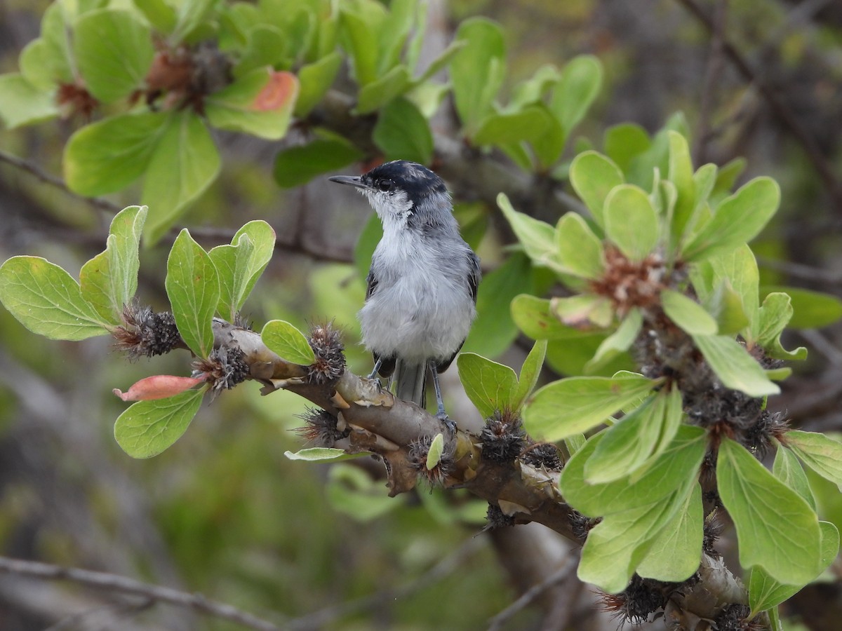 White-lored Gnatcatcher - ML641781760