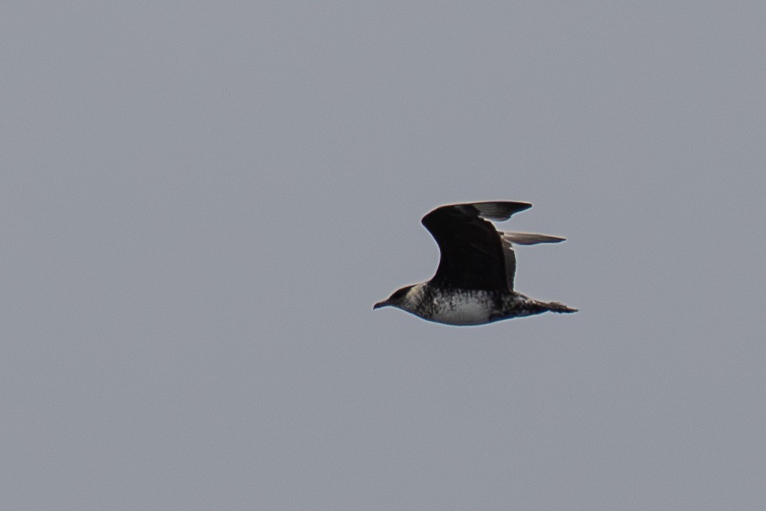 Pomarine Jaeger - ML641781801
