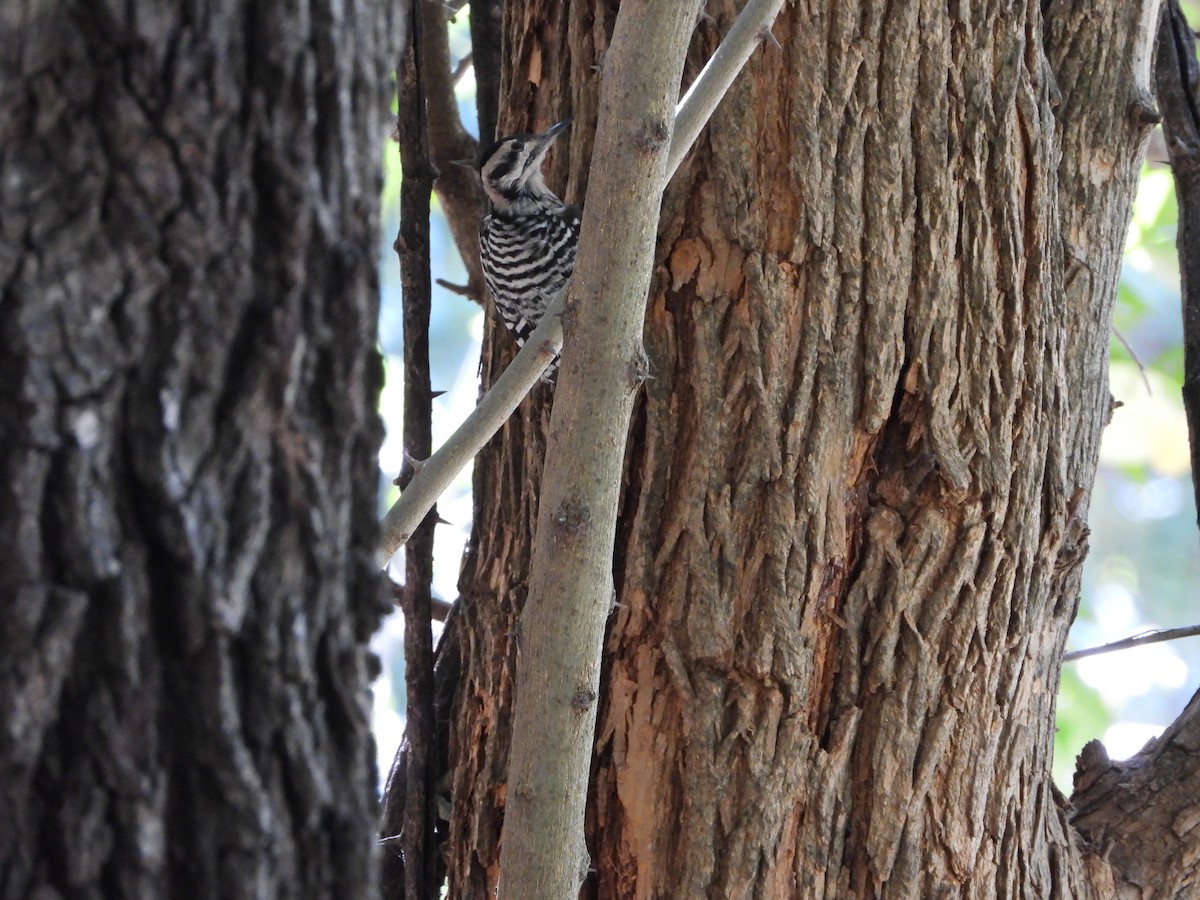 Ladder-backed Woodpecker - ML641781809