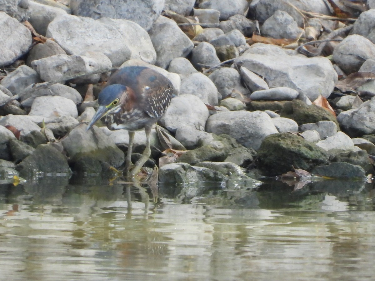 Koartzatxo berdea - ML641781841