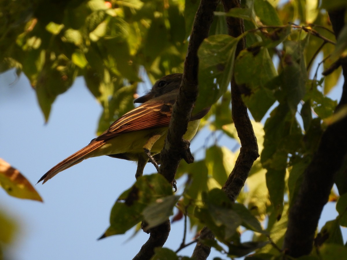 Great Crested Flycatcher - ML641781851