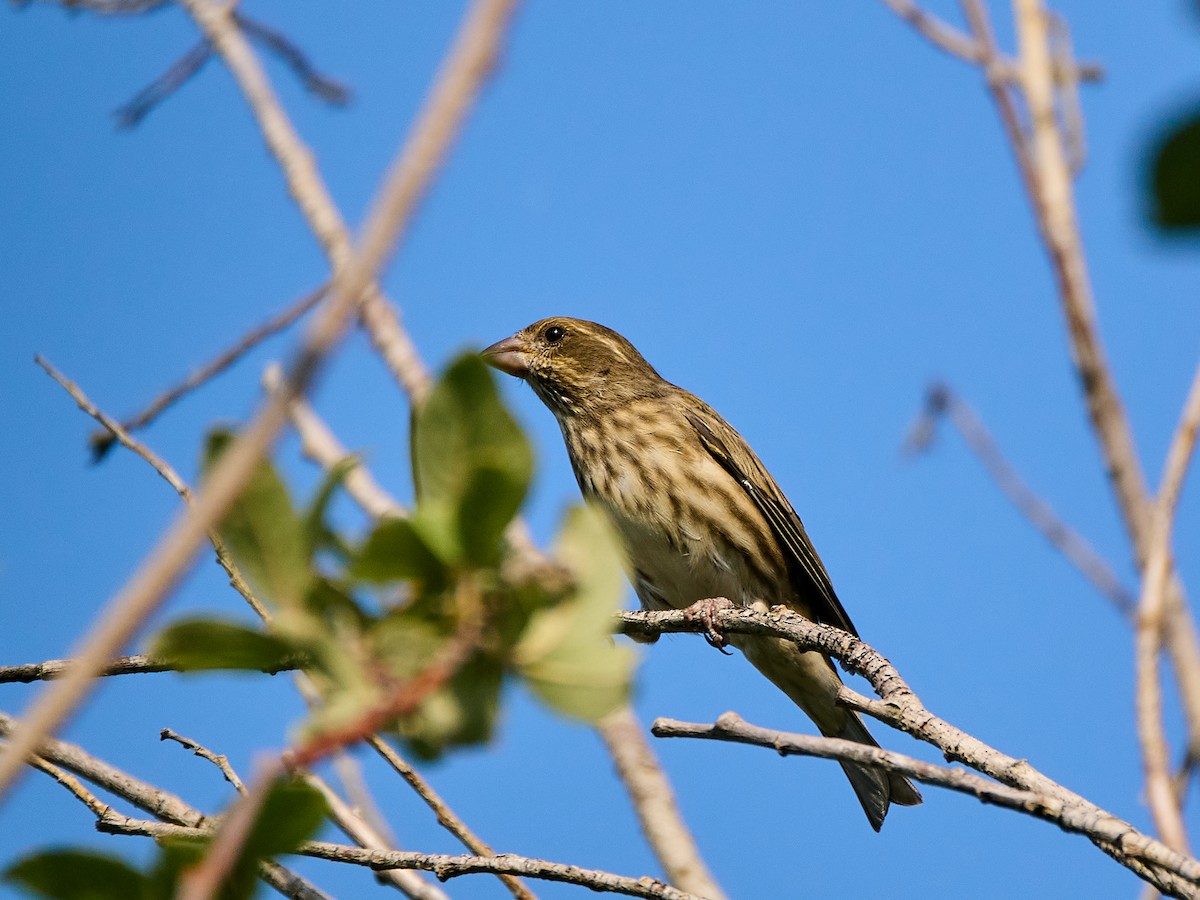 Purple Finch (Western) - ML641781859