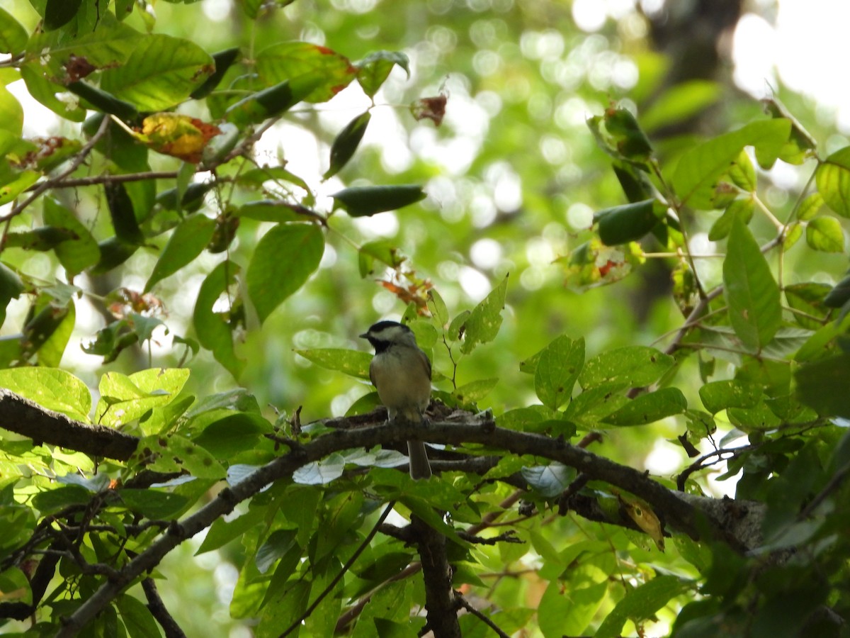 Carolina Chickadee - ML641781860