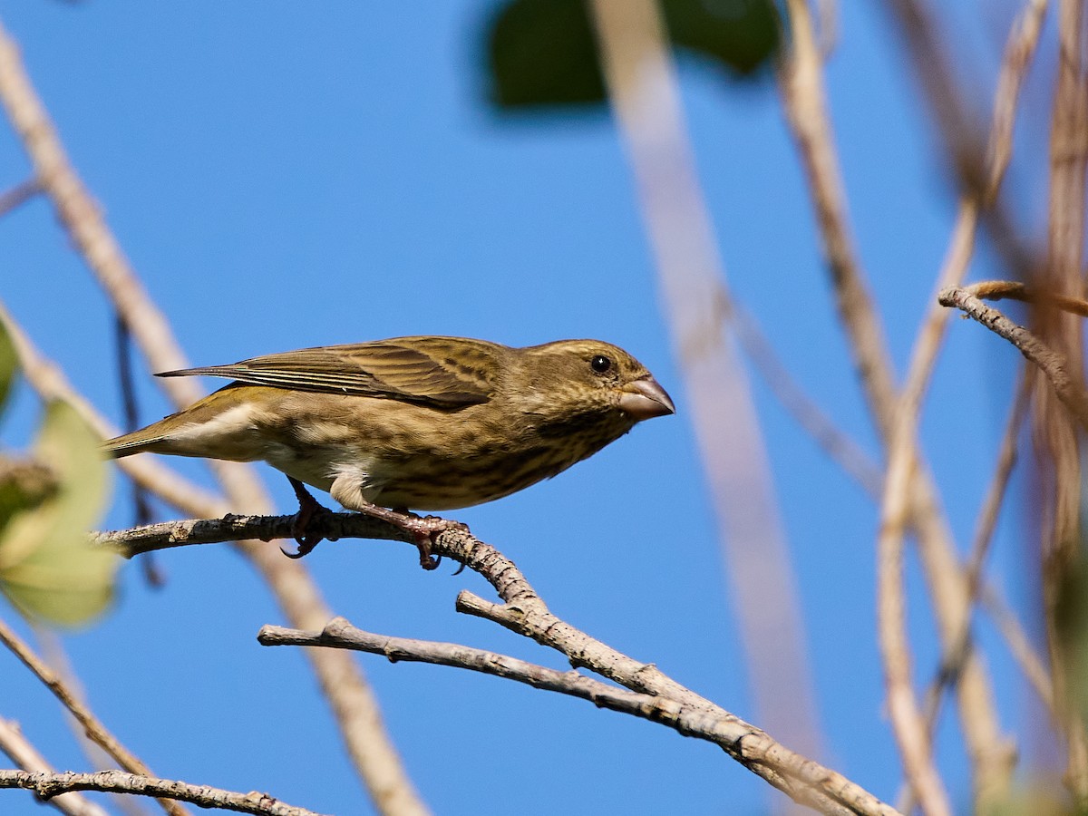 Purple Finch (Western) - ML641781871