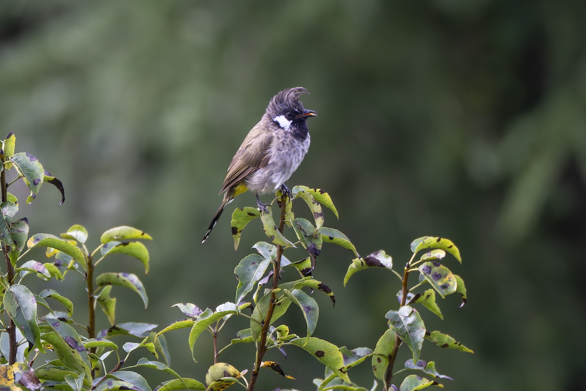 Himalayan Bulbul - ML641781877