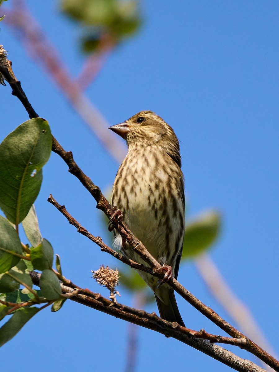 Purple Finch (Western) - ML641781878