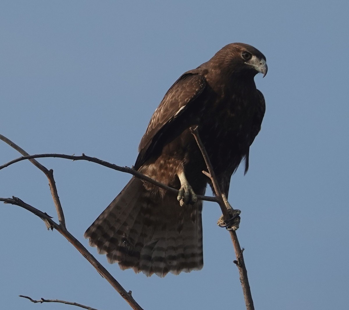 Red-tailed Hawk (calurus/alascensis) - ML641781886