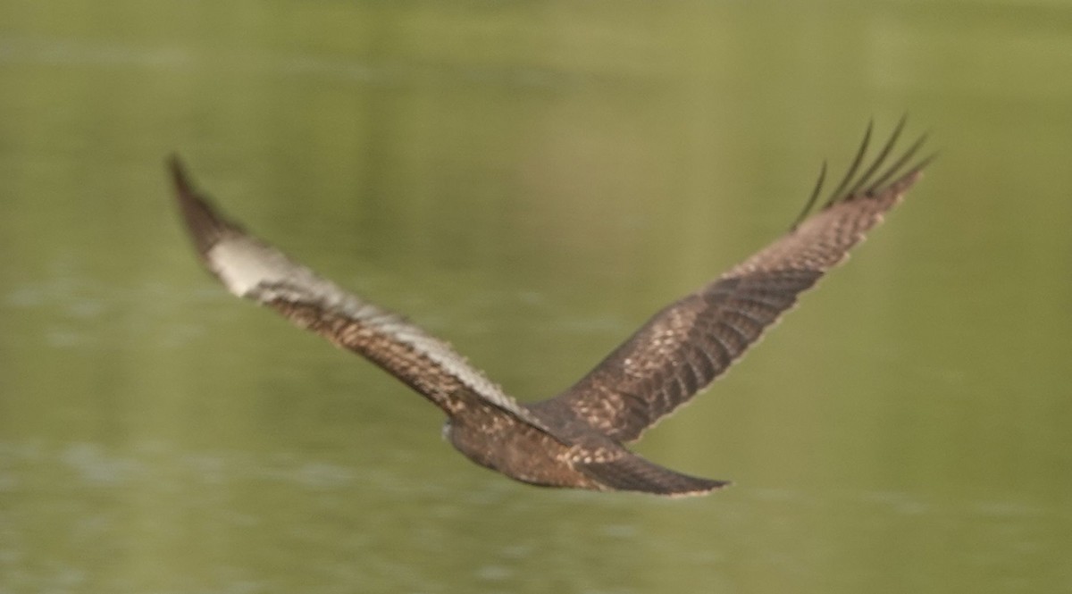 Red-tailed Hawk (calurus/alascensis) - ML641781892