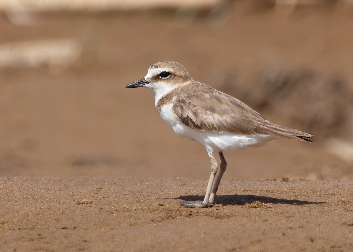 Javan Plover - ML641781907