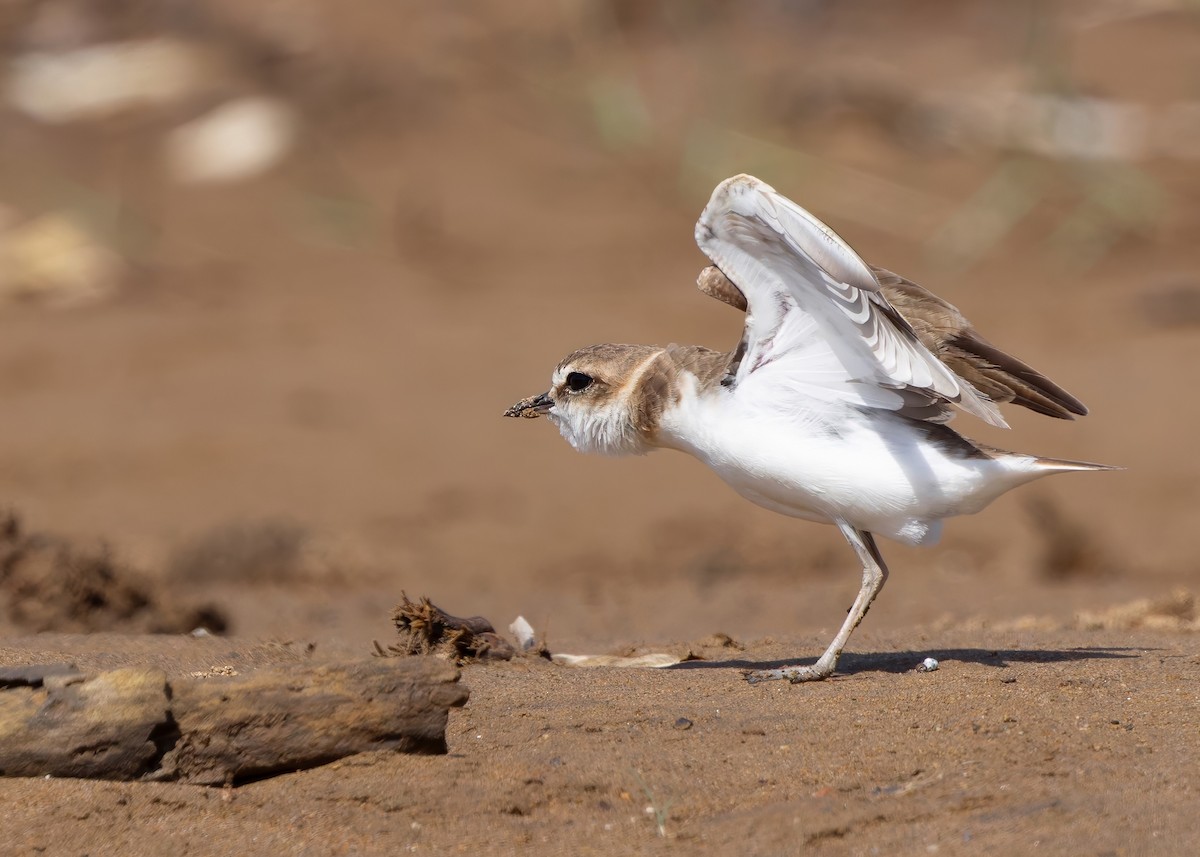 Javan Plover - ML641781908