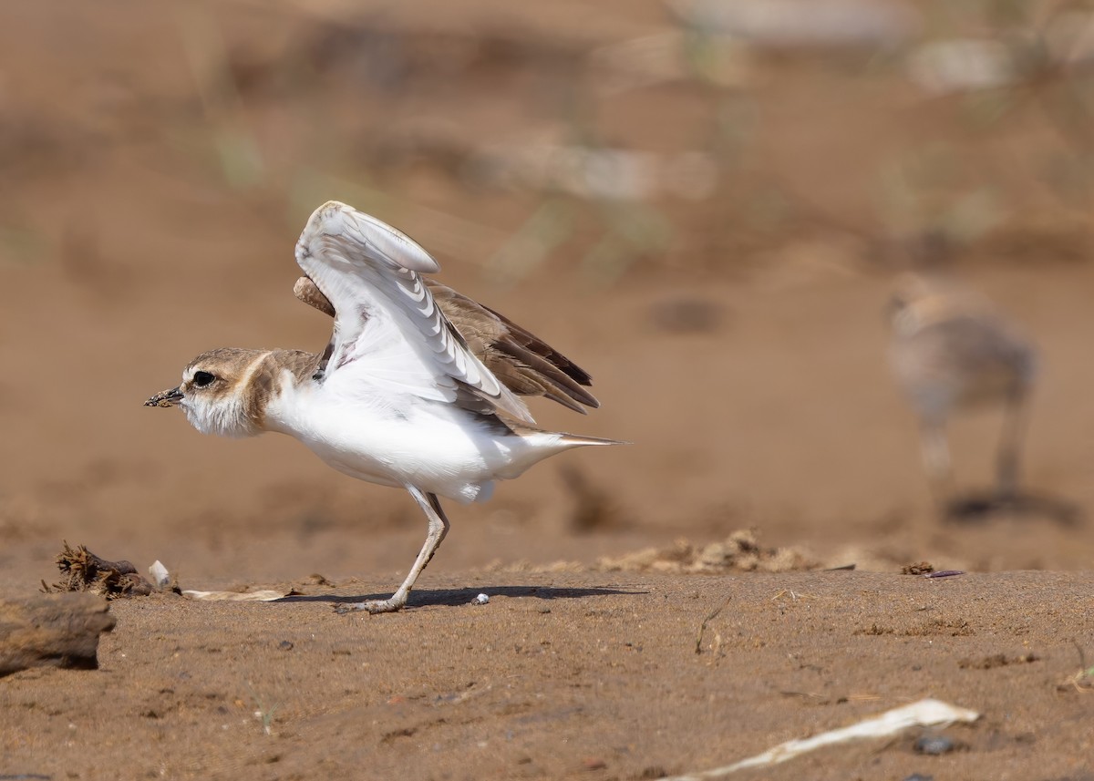 Javan Plover - ML641781909