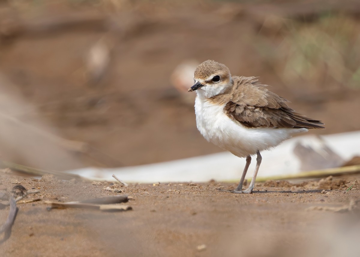 Javan Plover - ML641781912