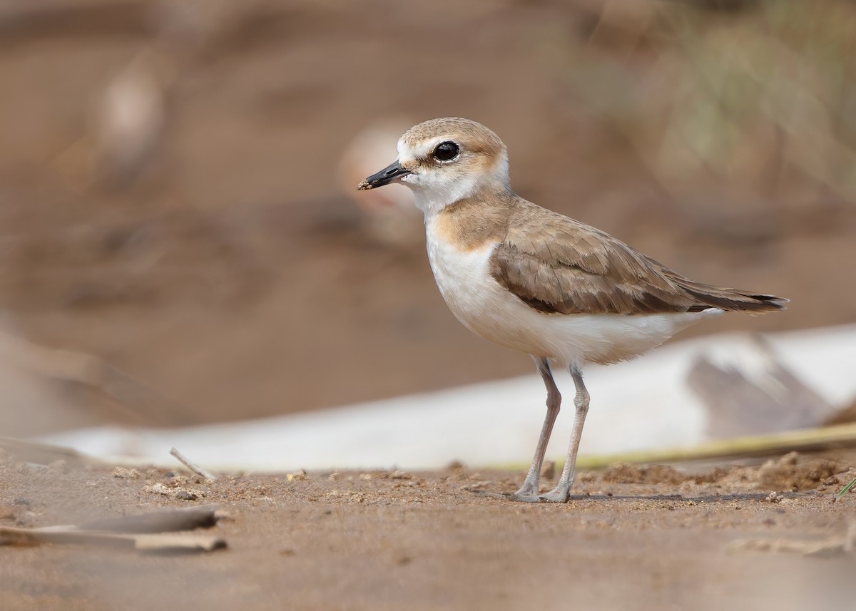 Javan Plover - ML641781913