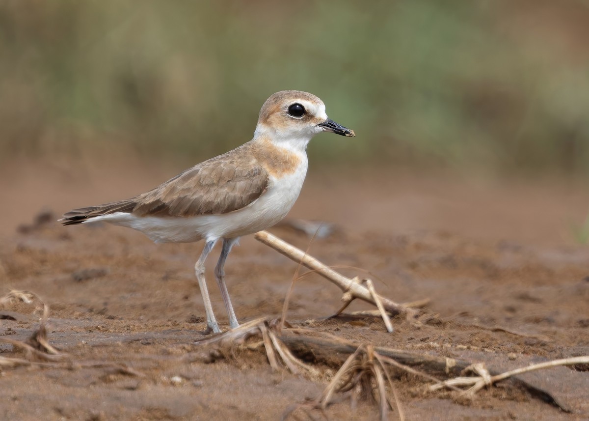 Javan Plover - ML641781914