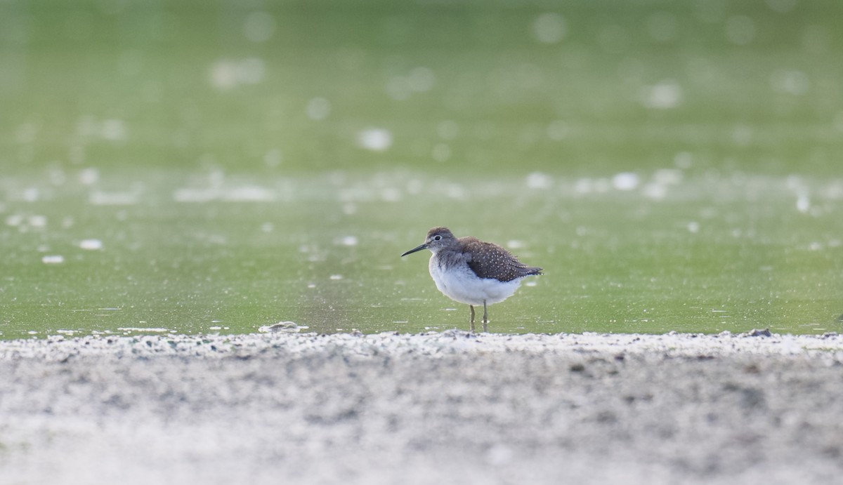 Solitary Sandpiper - ML641781916