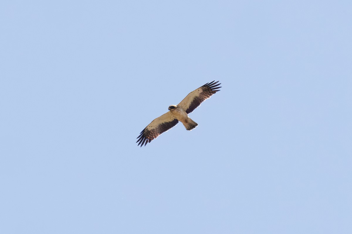 Бахим бүргэд - ML641781929