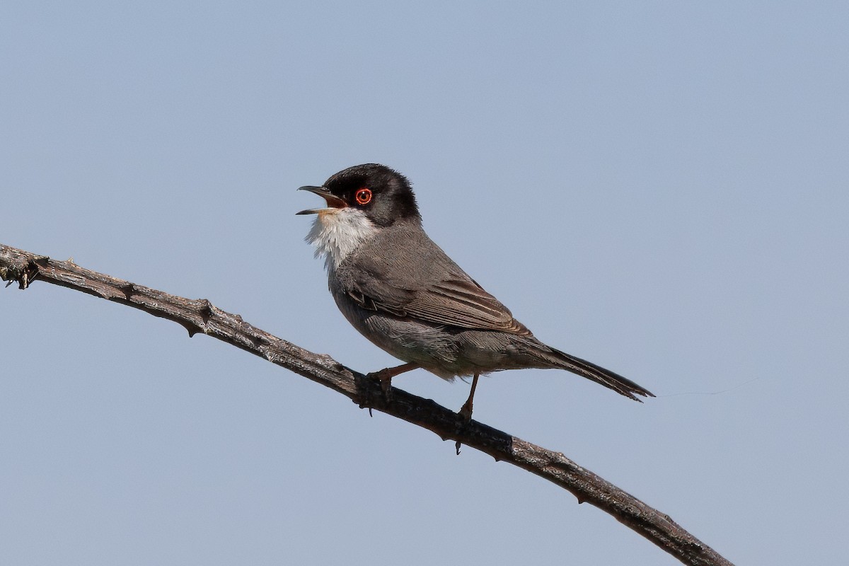 Sardinian Warbler - ML641781935