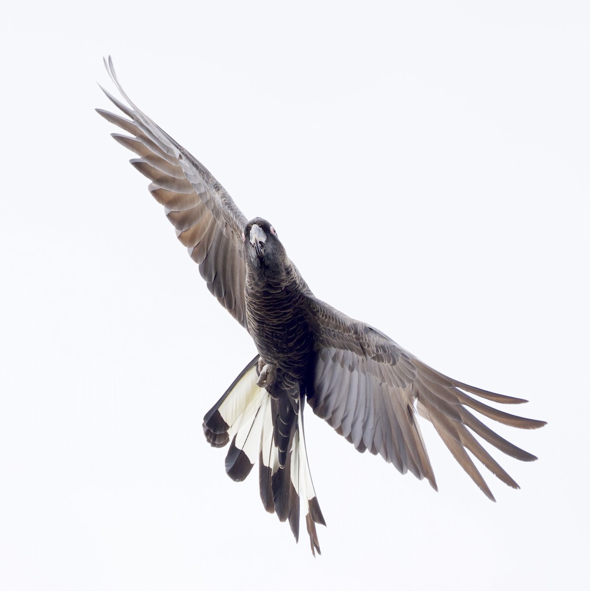 Baudin's Black-Cockatoo - ML641781944