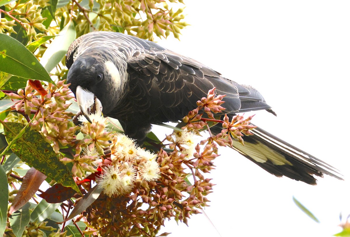 Baudin's Black-Cockatoo - ML641781945