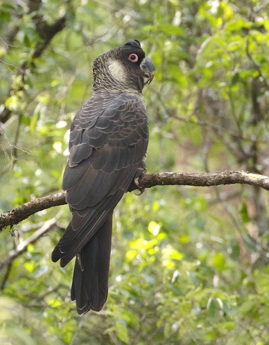 Baudin's Black-Cockatoo - ML641781946
