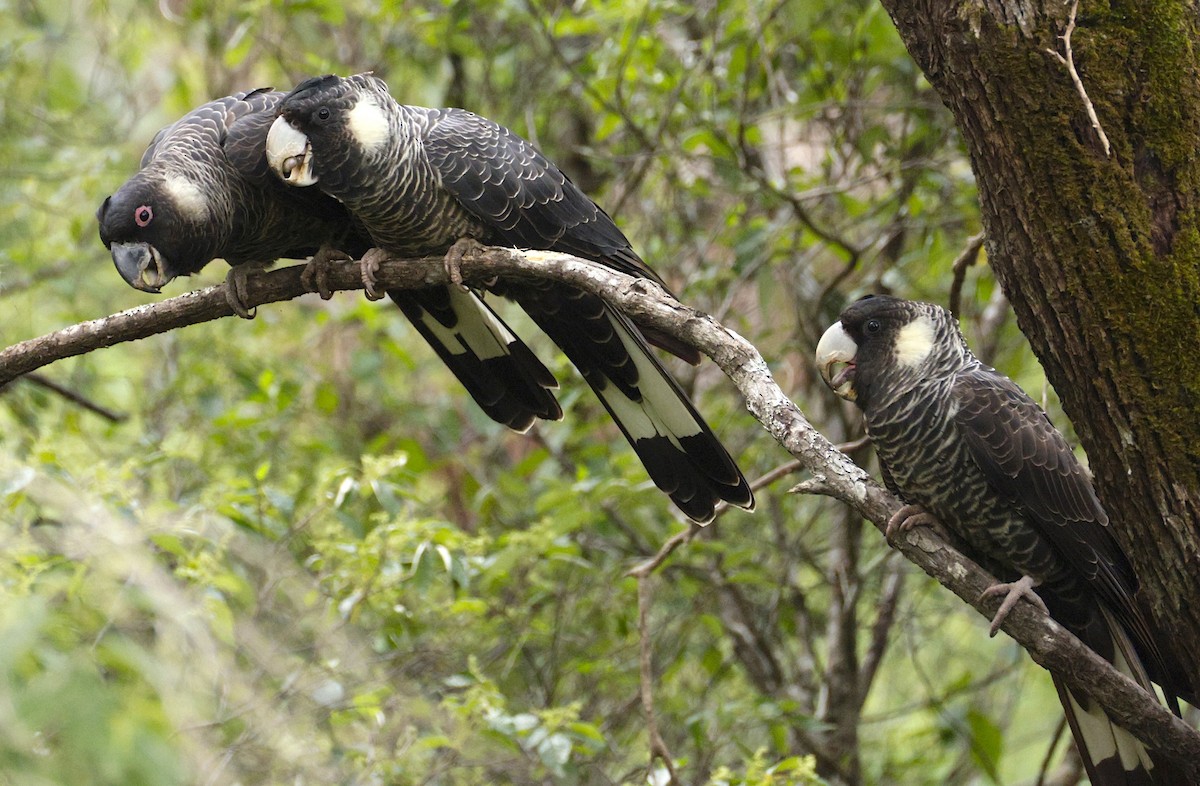 Baudin's Black-Cockatoo - ML641781947