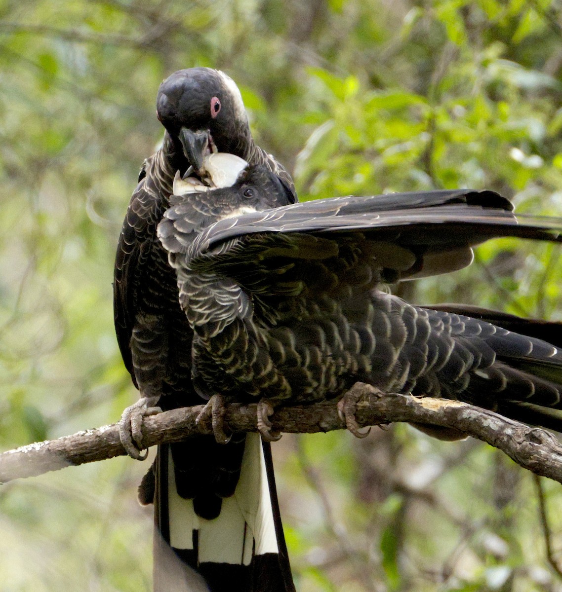 Baudin's Black-Cockatoo - ML641781948