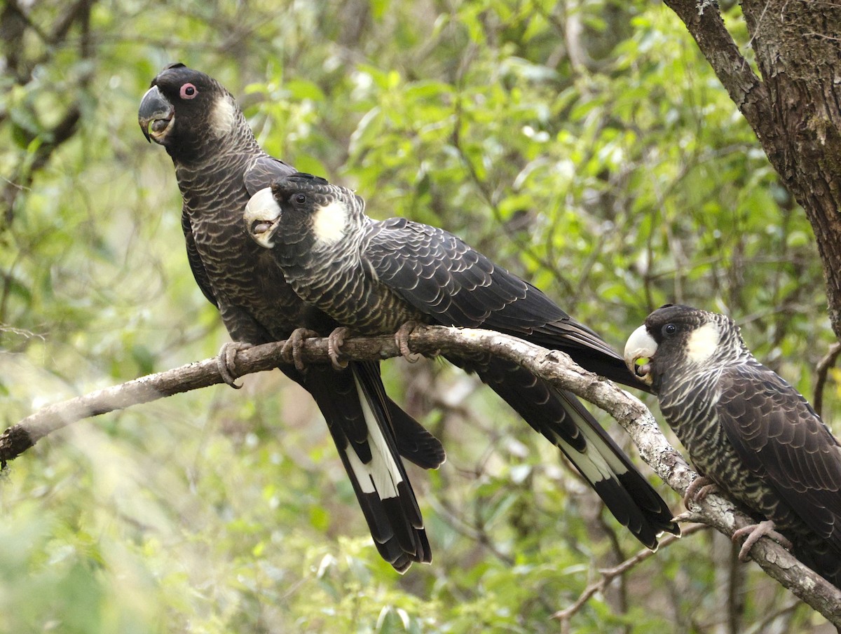 Baudin's Black-Cockatoo - ML641781949