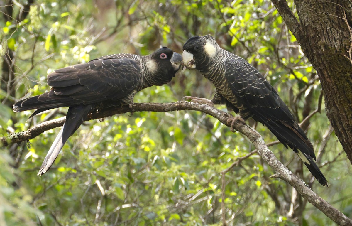 Baudin's Black-Cockatoo - ML641781950