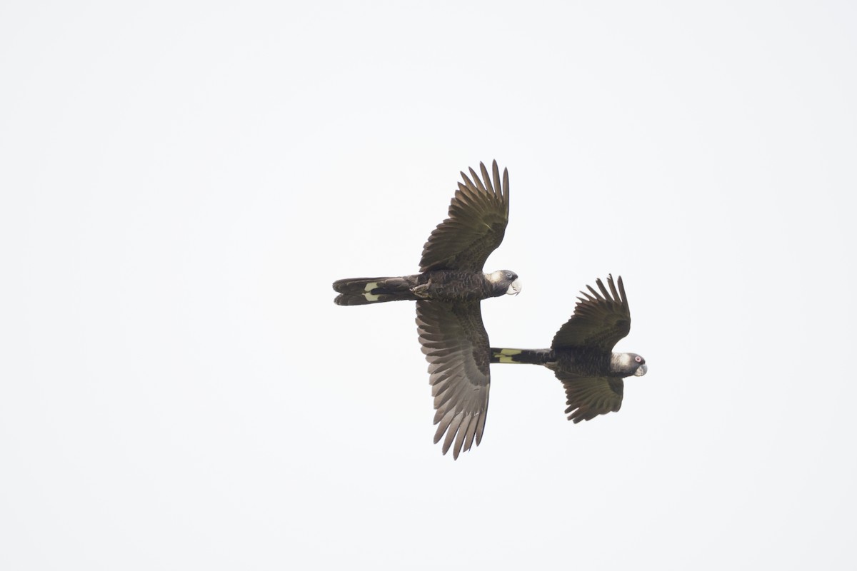 Baudin's Black-Cockatoo - ML641781951