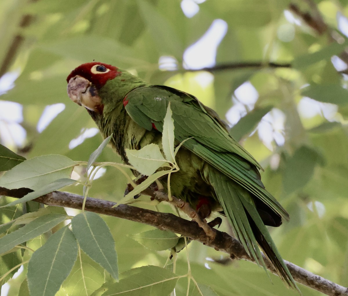 Conure à tête rouge - ML641781977