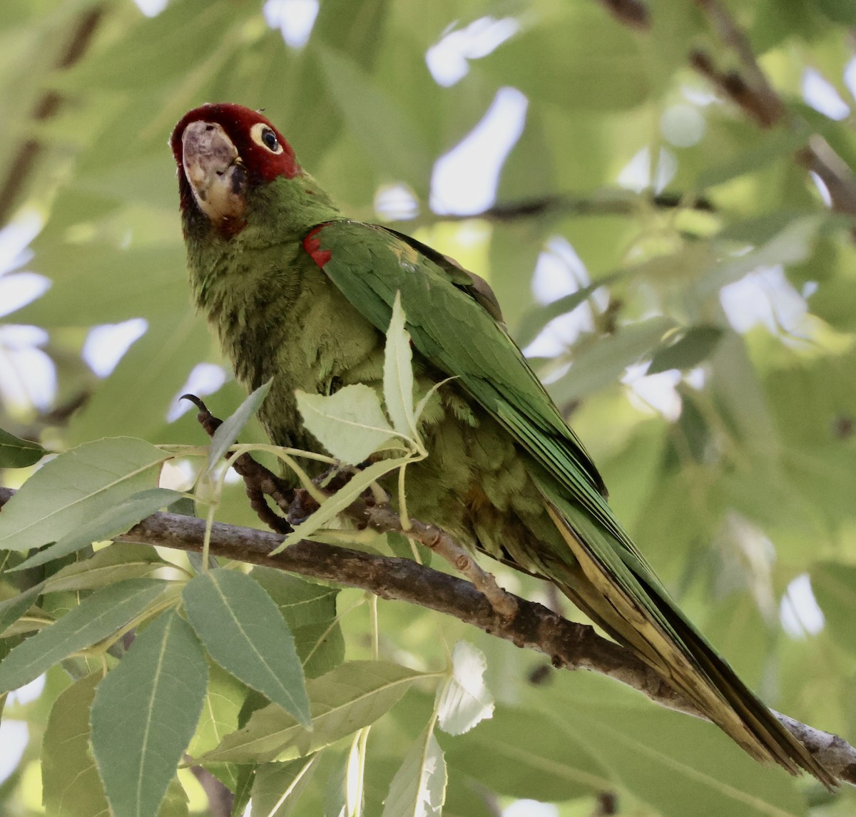 Conure à tête rouge - ML641781978