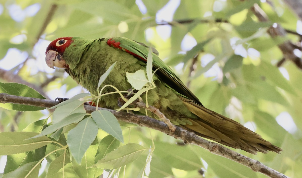Conure à tête rouge - ML641781979