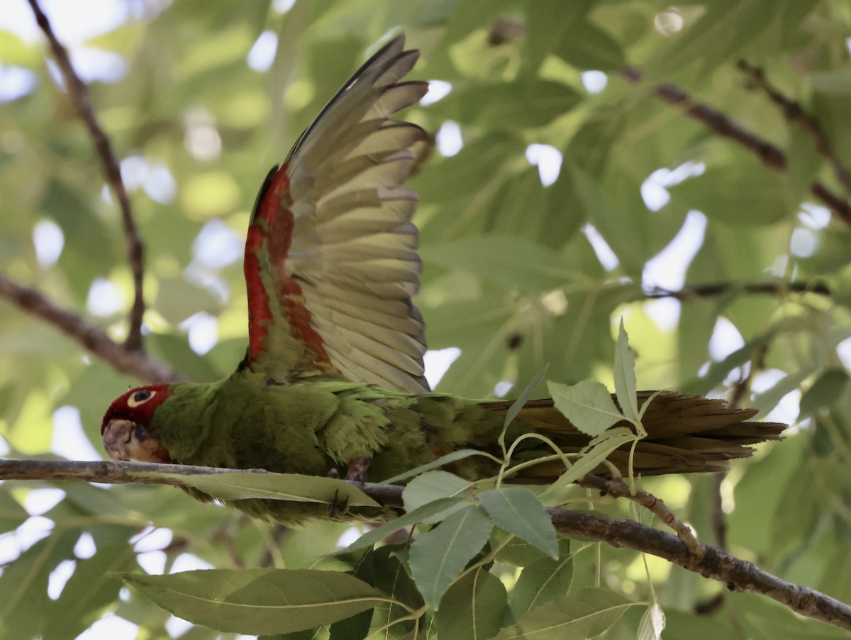 Conure à tête rouge - ML641781980