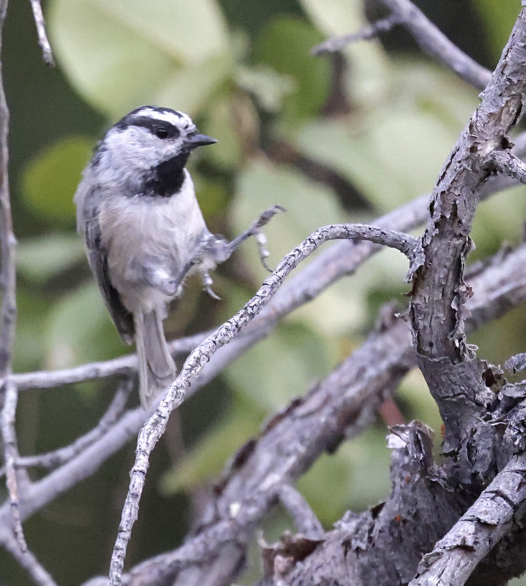 Mountain Chickadee - ML641782027