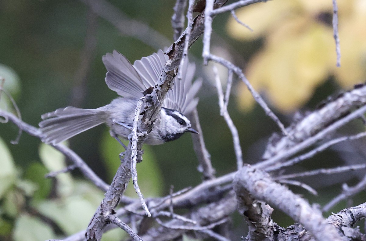 Mountain Chickadee - ML641782028