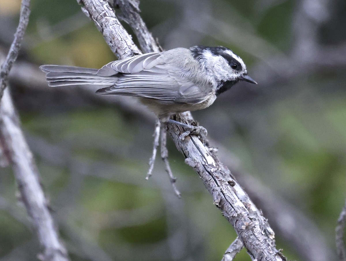 Mountain Chickadee - ML641782029