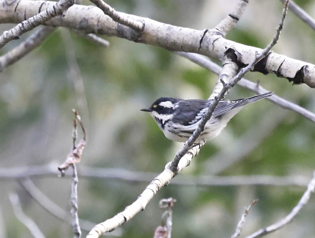 Black-throated Gray Warbler - ML641782035