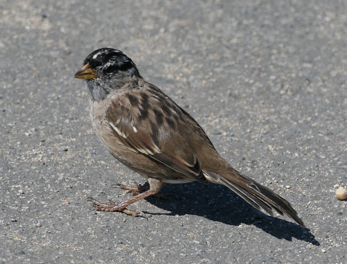 White-crowned Sparrow (nuttalli) - ML641782038