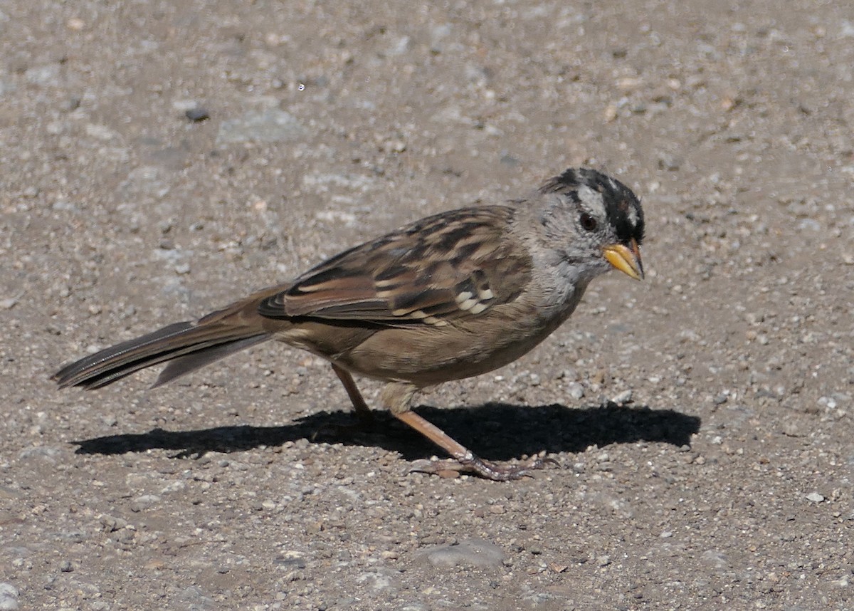 White-crowned Sparrow (nuttalli) - ML641782039