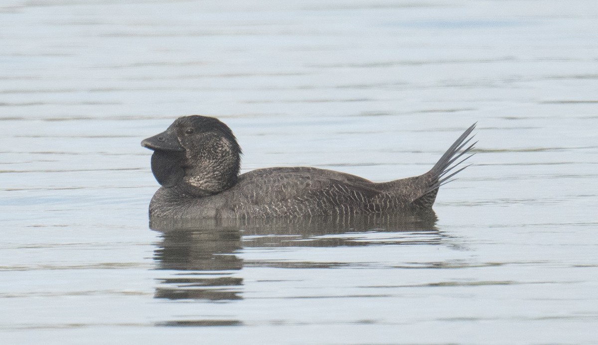 Musk Duck - ML641782082