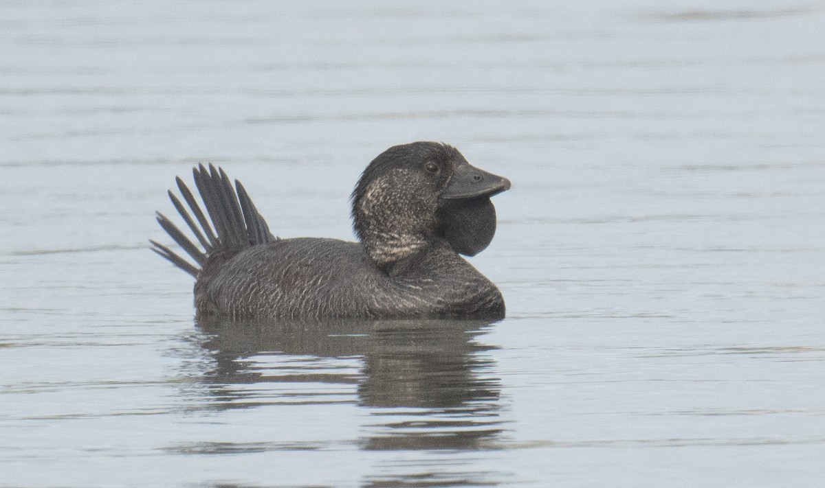 Musk Duck - ML641782083
