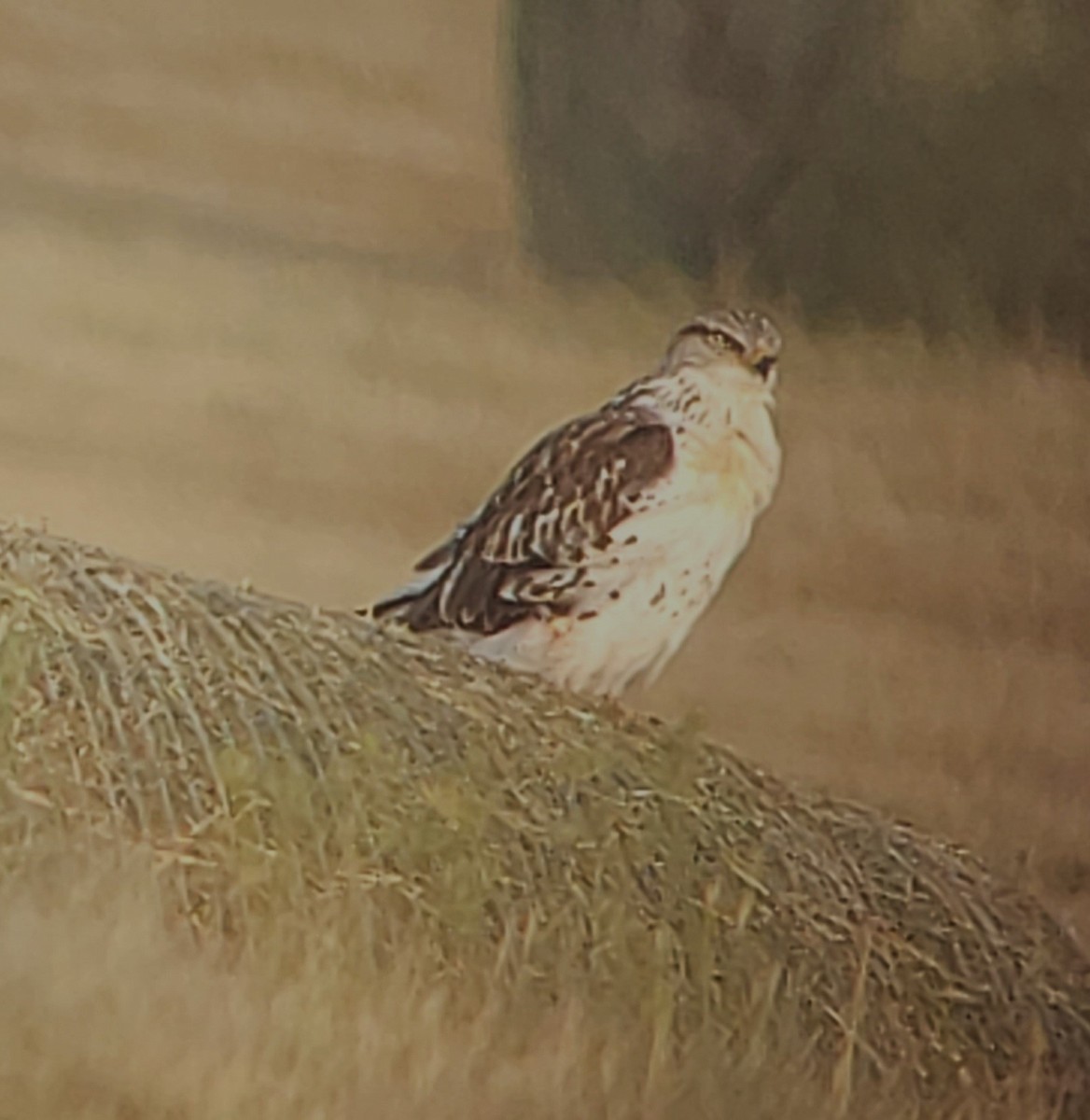 Ferruginous Hawk - ML641782104