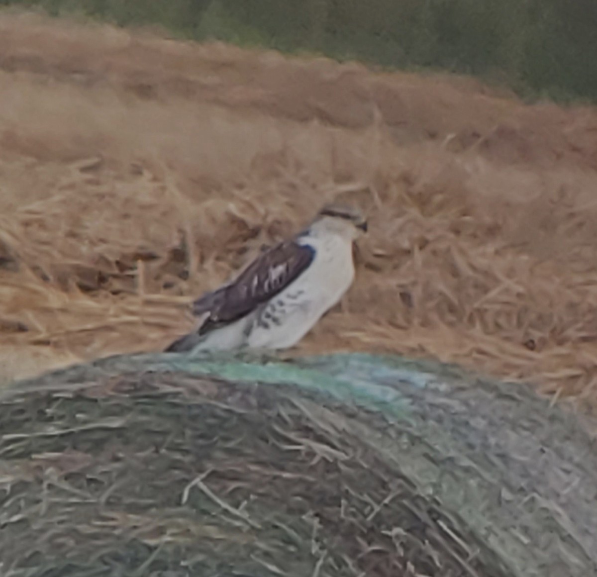 Ferruginous Hawk - ML641782105