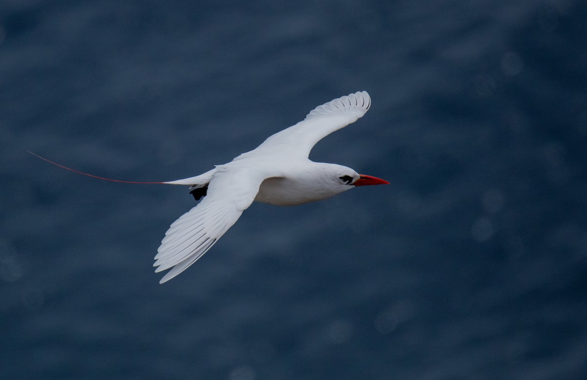 Red-tailed Tropicbird - ML641782185