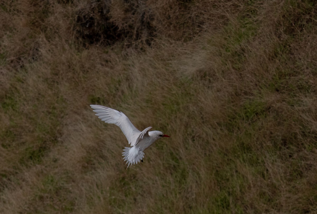 Red-tailed Tropicbird - ML641782186