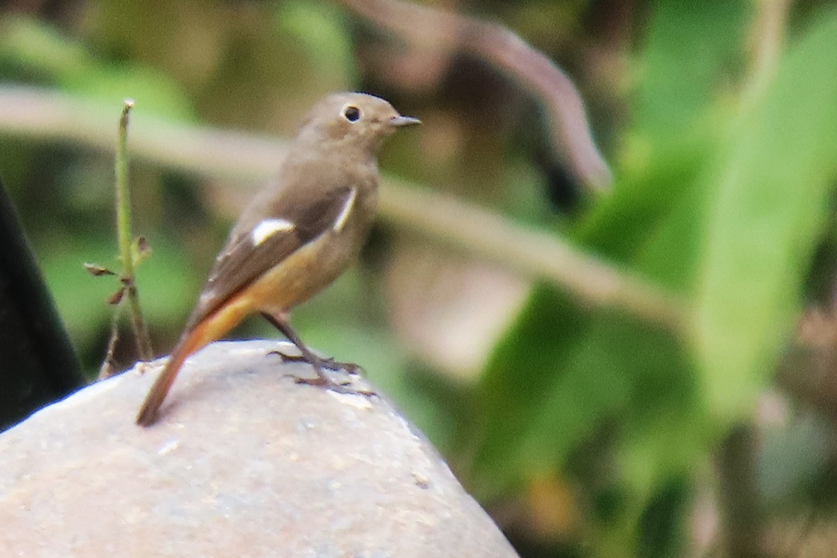 Daurian Redstart - ML641782188